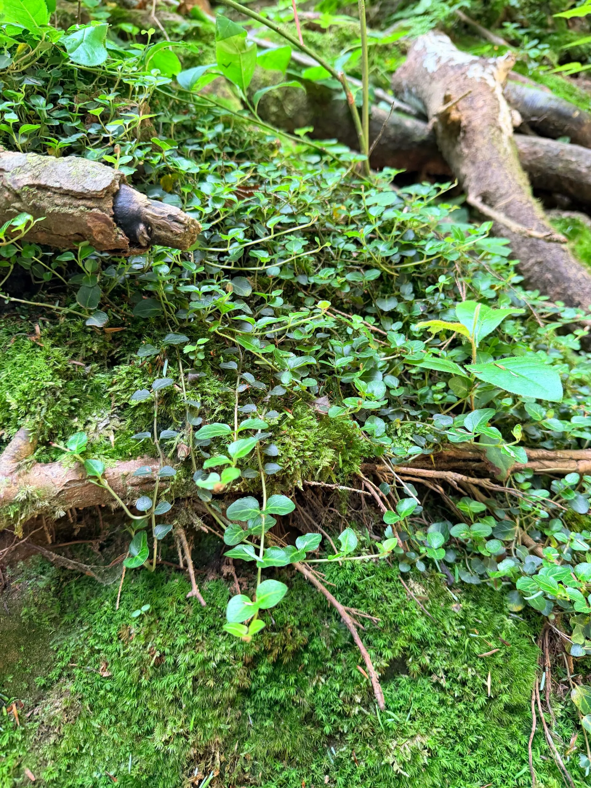 Moss and small green leaves spreading across a fallen branch on a forest floor.